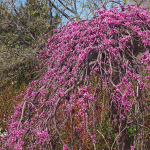 REDBUD TRAVELER WEEPING #10
