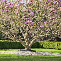 MAGNOLIA ASSORTED #15