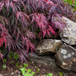 MAPLE JAP CRIMSON QUEEN #10