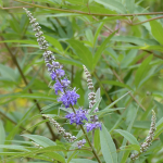 VITEX #3 #5