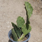 OPUNTIA OLD MEXICO #3 #5