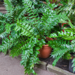 FERN HOLLY #3