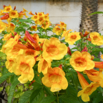 YELLOW BELLS ASSORTED #1