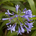 AGAPANTHUS #5