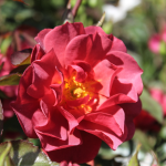 ROSE ASSORTED #3