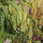 GRASS INLAND SEA OATS #3