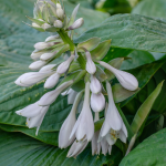 HOSTA #2 #3