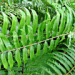 FERN MACHO #3