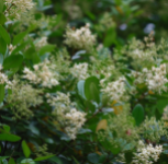 LIGUSTRUM WAXLEAF PATIO #15