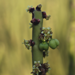 EUPHORBIA CANDELILLA #2 #3