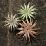 DYCKIA #2 #3