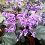 BEDDING MONA LAVENDER #2
