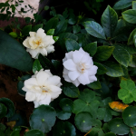 GARDENIA PREMIUM #5