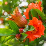 FRUIT POMEGRANATE #7