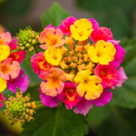 LANTANA ASSORTED #1