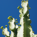 CACTUS TOTEM POLE #5