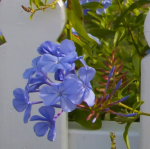 PLUMBAGO #1