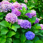 HYDRANGEA #2 #3