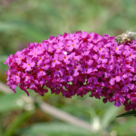 BUTTERFLY BUSH RED #3