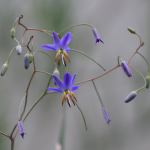 DIANELLA VARIEGATED #3