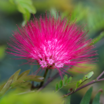 MIMOSA COMMON #5