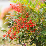 NANDINA DOMESTICA #3 #5