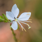 GAURA WHITE #1