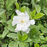 GARDENIA AUGUST BEAUTY #3