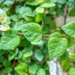 FIG IVY #5