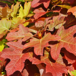 HYDRANGEA OAK LEAF #3