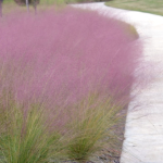 GRASS MUHLY GULF #1