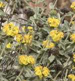 JERUSALEM SAGE #3