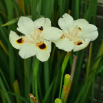 IRIS BICOLOR KATRINA #2 MONROVIA