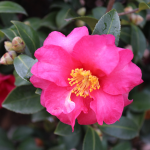 CAMELLIA SASANQUA #5