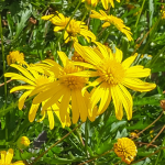 EURYOPS SHRUB DAISY #3