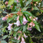 ABELIA PINK #5