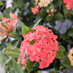 IXORA #3