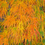 MAPLE JAPANESE WEEPING #10 #15