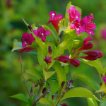 WEIGELA #3 #5