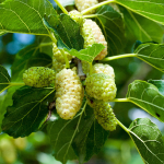 FRUIT MULBERRY #5