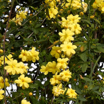 JASMINE PRIMROSE #5