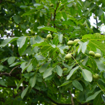 FRUIT WALNUT ENGLISH #15