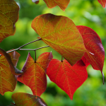 REDBUD FOREST PANSY #30