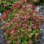 NANDINA FIREPOWER #3