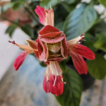 SHRIMP PLANT #3 10"