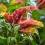 SHRIMP PLANT BRAID #5