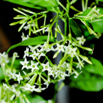 JASMINE NIGHT BLOOMING #3 #5