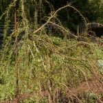 CYPRESS BALD WEEPING #15