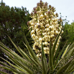 YUCCA BANANA #3 #5