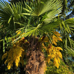 PALM TEXAS SABAL #30